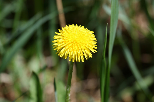 蒲公英 花