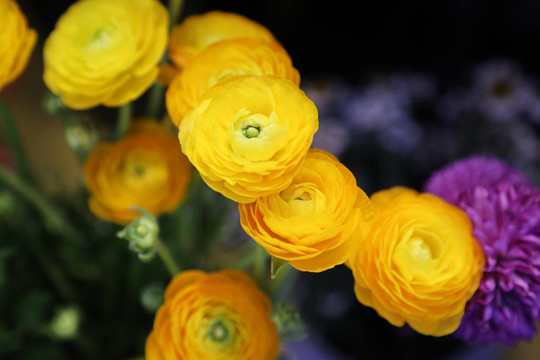 金黄色的多层玫瑰花