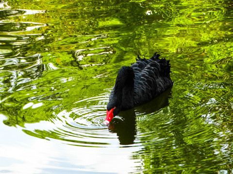 池塘黑天鹅