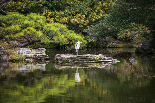 京都御苑池中苍鹭