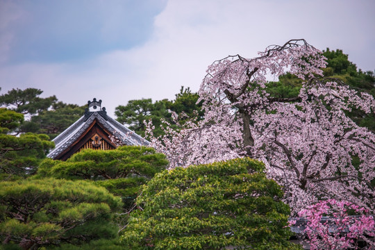 京都御苑樱花