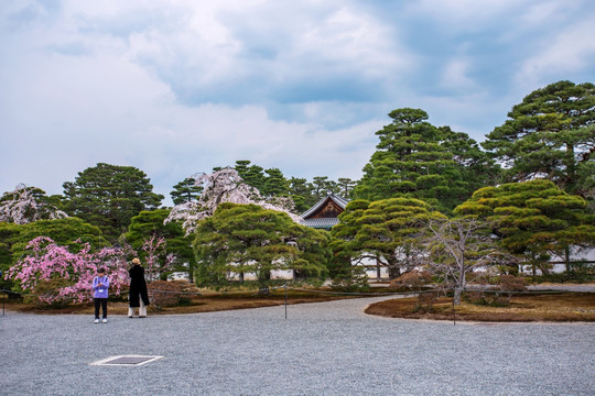 京都御所樱花风光