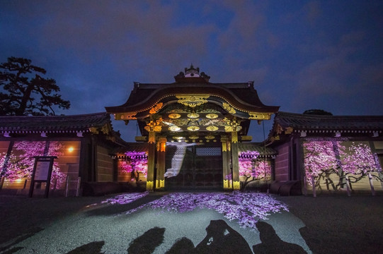 日本京都二条城绝夜樱3D灯光秀