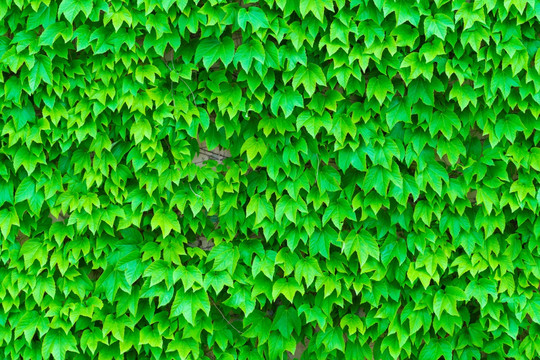 爬山虎绿色植物墙