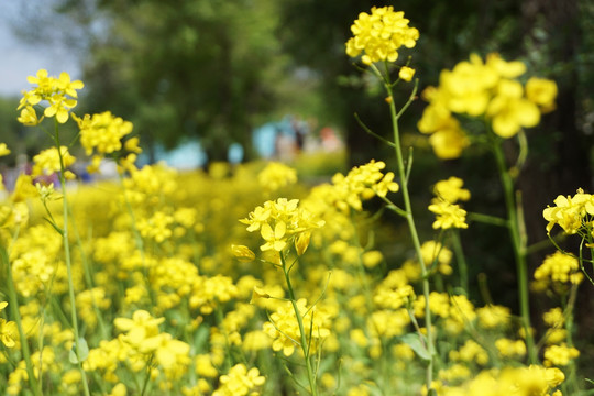 油菜花