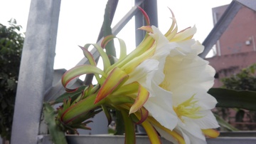 霸王花