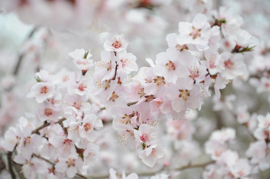 春天桃花开