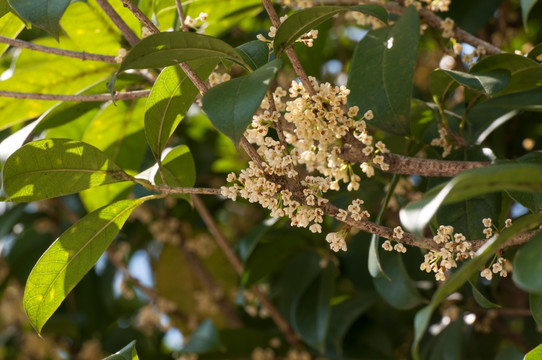 桂花树