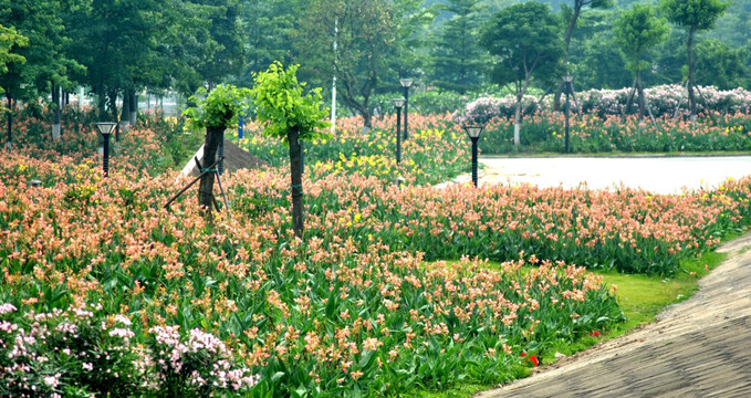 花海 花丛