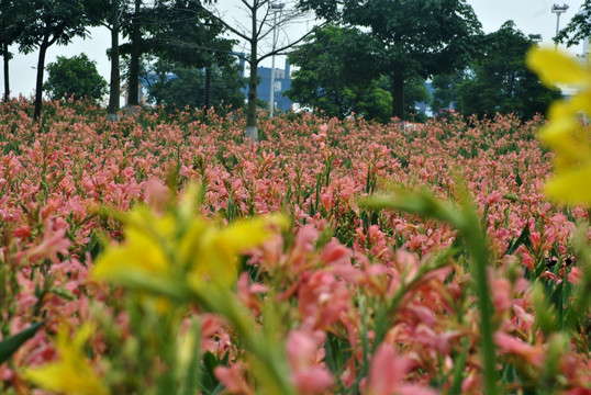 花海