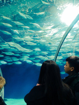 海洋公园海洋馆 大海大型鱼 水