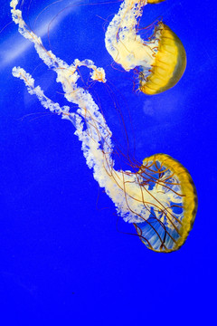 水母素材 水母摄影 水母图片