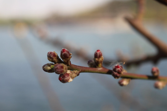 花枝