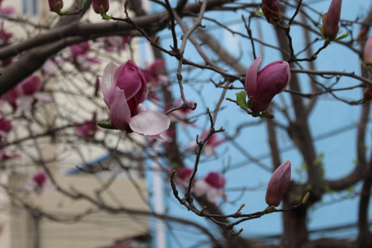 玉兰花树