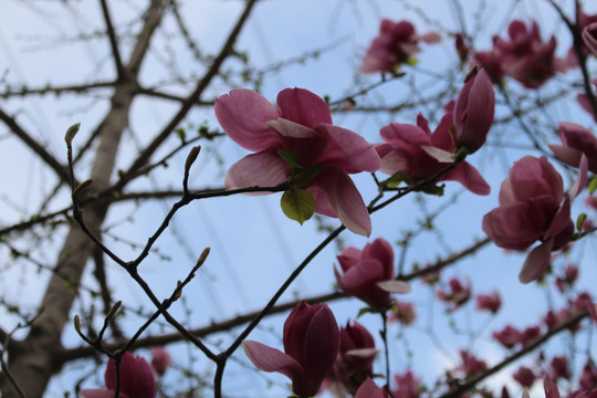 花枝