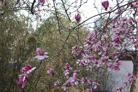 玉兰花枝