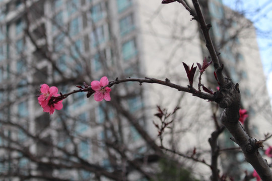 桃花枝