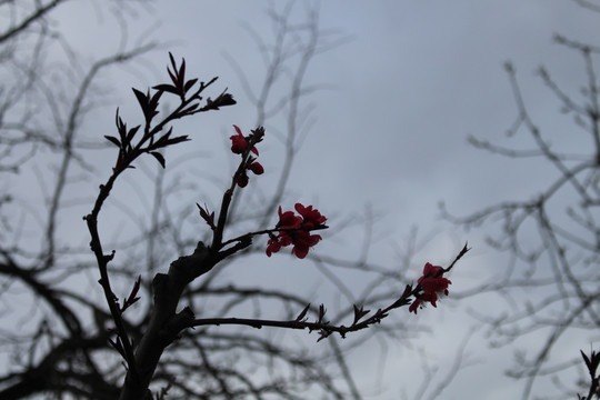 花枝