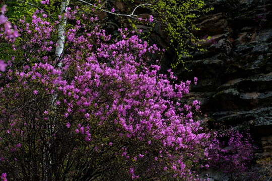 杜鹃花和白桦树