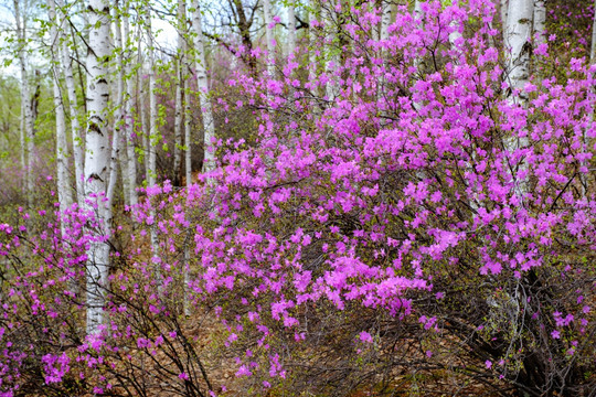 杜鹃花和白桦树