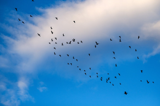 蓝天翱翔的海鸥