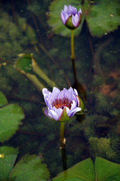 莲花
