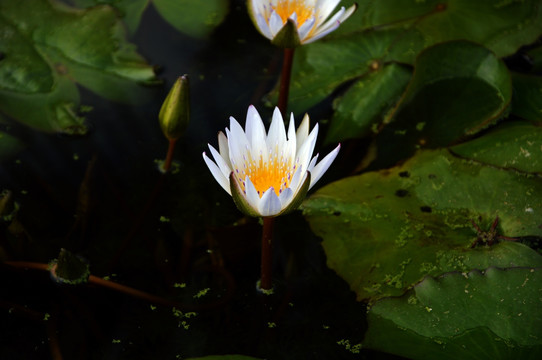 莲花