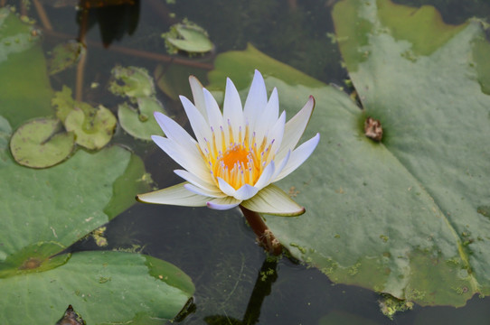 池塘里的莲花