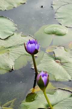 莲花