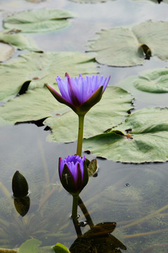 莲花