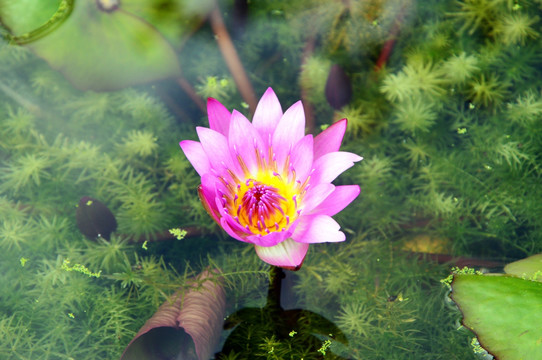 莲花 高清花朵