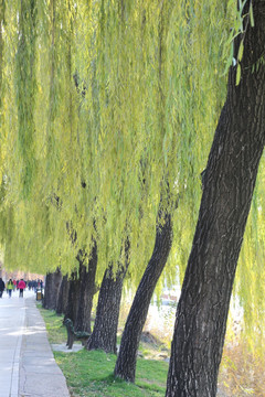 颐和园路边的垂柳树