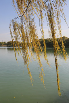 昆明湖边金色的垂柳