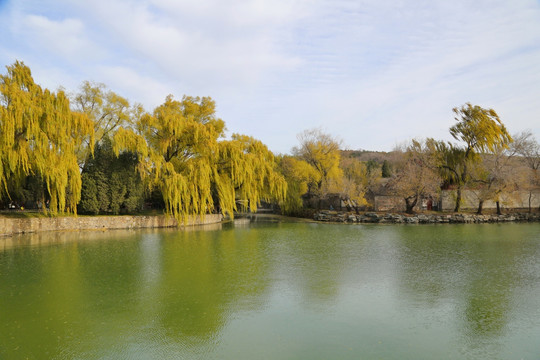 颐和园垂柳湖景