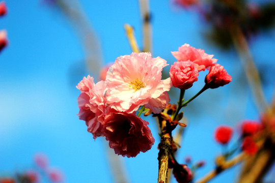 樱花