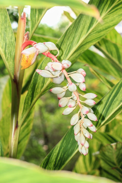 豆蔻 姜花