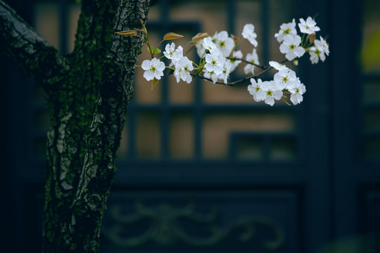 古风梨花