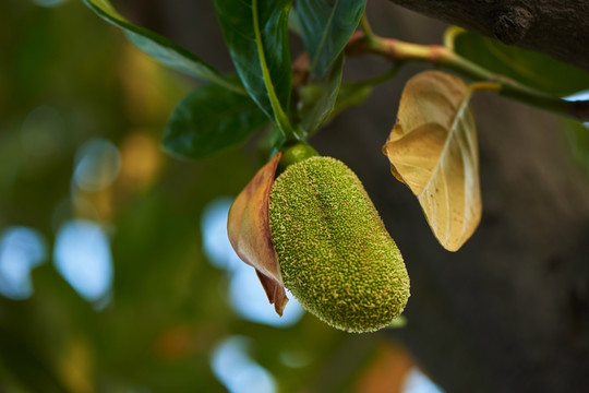 大树菠萝