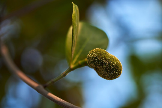 大树菠萝