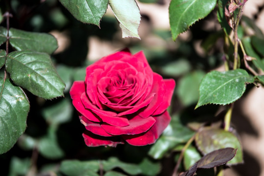 月季花