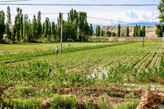 新疆农作物