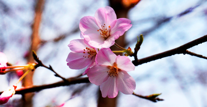 樱 花