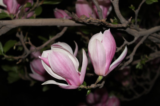 玉兰花微距
