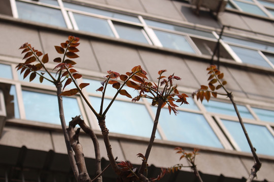香椿芽