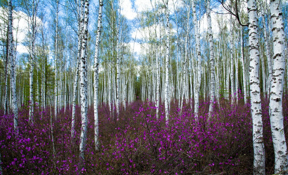 白桦林杜鹃花