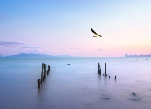 海面上飞翔的海鸥