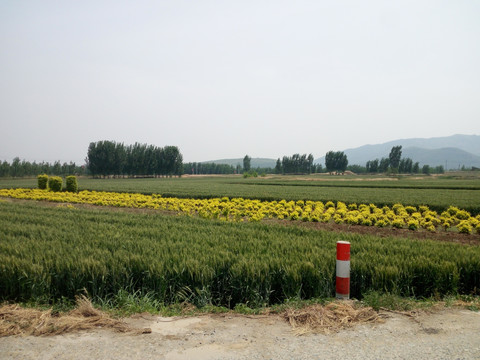 乡村田间风景