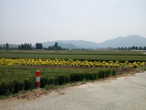 乡村田间风景