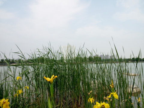 青草黄花