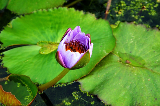 蜜蜂在莲花上